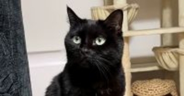 『全然戻ってこないパパ』を心配する様子の黒猫→戻ってくると…見つけた瞬間の『尊い行動』が52万再生「感動の再会」「可愛すぎて泣きそう」