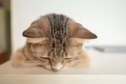 猫が頭を押し付ける『ヘッドプレッシング』とは？見逃してはいけない危険なサイン4つ