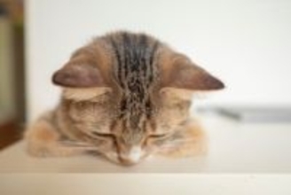 猫が頭を押し付ける『ヘッドプレッシング』とは？見逃してはいけない危険なサイン4つ