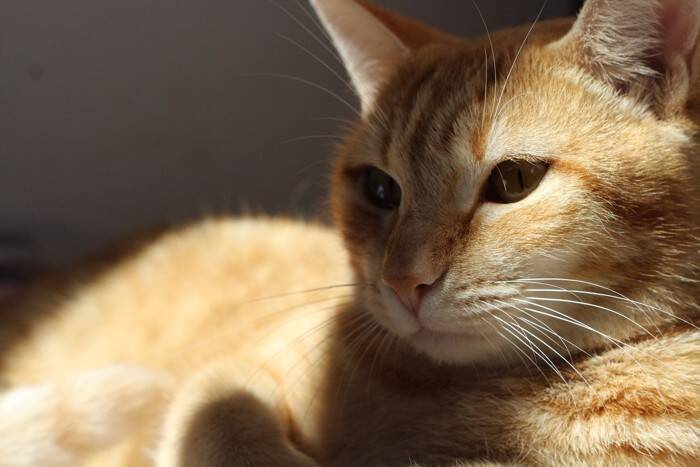 猫が頭を押し付ける『ヘッドプレッシング』とは？見逃してはいけない危険なサイン4つ