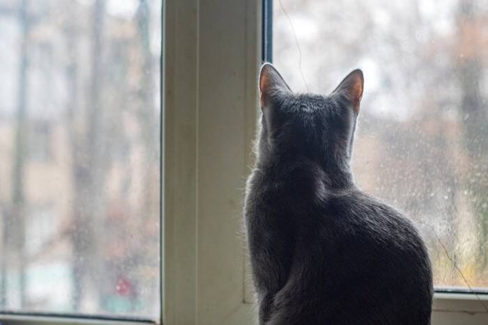 猫が頭を押し付ける『ヘッドプレッシング』とは？見逃してはいけない危険なサイン4つ