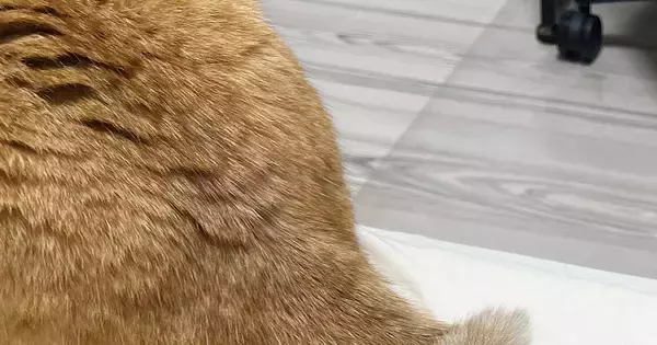 近くでくつろいでいた2匹の猫→『しっぽ』を見たら…まさかの瞬間が素敵すぎると８万いいね「すごく可愛い」「あまりにも尊い」とSNSで反響