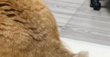 近くでくつろいでいた2匹の猫→『しっぽ』を見たら…まさかの瞬間が素敵すぎると８万いいね「すごく可愛い」「あまりにも尊い」とSNSで反響