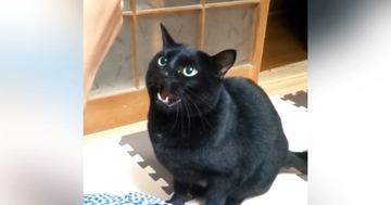 パパが目の前で『歯磨き』をしていると……黒猫がとった行動に「めちゃくちゃ可愛いｗ」「怒っているｗ」と笑顔になる人が続出
