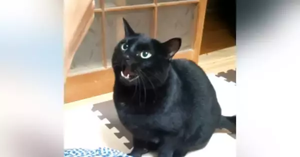 パパが目の前で『歯磨き』をしていると……黒猫がとった行動に「めちゃくちゃ可愛いｗ」「怒っているｗ」と笑顔になる人が続出