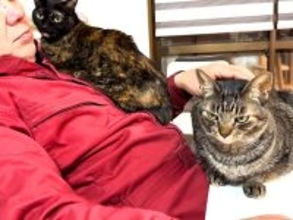 パパのことが大好きな女子猫たち→熱烈にアピールして…愛を感じる『争奪戦』が11万再生「ニャバクラ状態」「ニヤニヤしっぱなしだった」