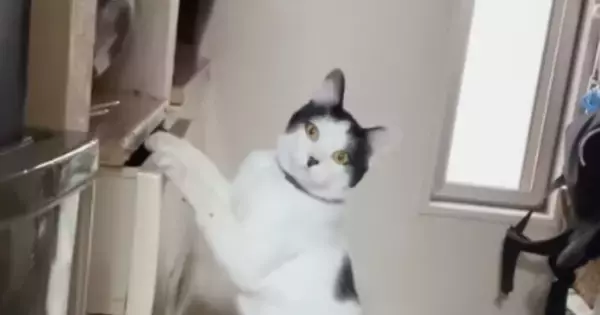 タンスを漁っていた猫→飼い主と目が合った次の瞬間…『まさかの展開』に「声出ちゃったｗ」「マンガみたいｗ」と笑ってしまう人が続出