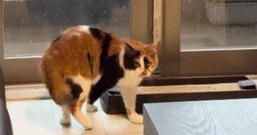 窓際から立ち去ろうとした猫→突然、『雷の音』が聞こえてきた結果…見事なリアクションに「お手本のような所作ｗ」「今のニャんだったんだ…」