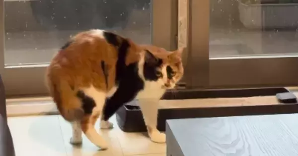 窓際から立ち去ろうとした猫→突然、『雷の音』が聞こえてきた結果…見事なリアクションに「お手本のような所作ｗ」「今のニャんだったんだ…」