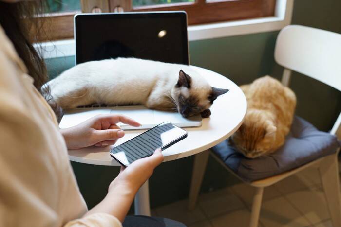 猫を連れた移動に便利な『ペットタクシー』ってなに？　利用時の流れや活用したいシーンをご紹介