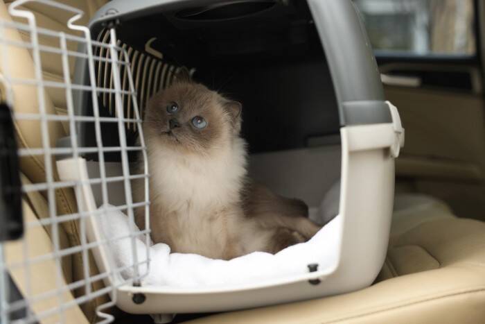 猫を連れた移動に便利な『ペットタクシー』ってなに？　利用時の流れや活用したいシーンをご紹介