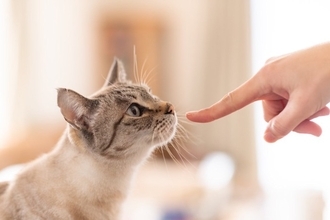 猫が人に『挨拶』をしているサイン4選　気付いてあげたい仕草や上手な返し方まで