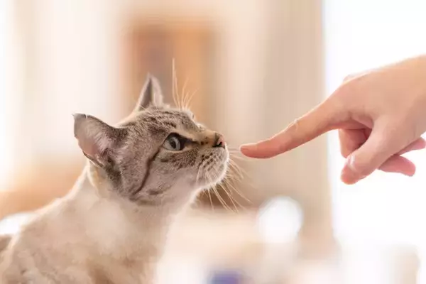 猫が人に『挨拶』をしているサイン4選　気付いてあげたい仕草や上手な返し方まで