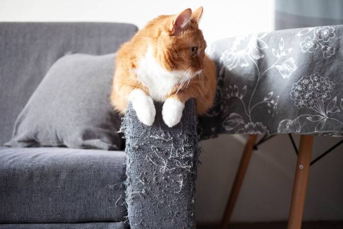 猫が『飼いやすい』とされている7つの理由　手がかからないって本当？注意すべきポイントも