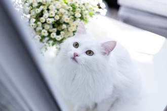 気品あふれる姿が印象的な『白い被毛を持つ猫種』3選　性格や特徴、それぞれの魅力をご紹介