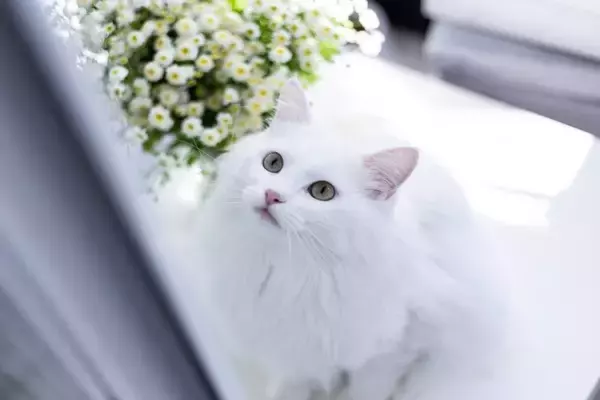 気品あふれる姿が印象的な『白い被毛を持つ猫種』3選　性格や特徴、それぞれの魅力をご紹介