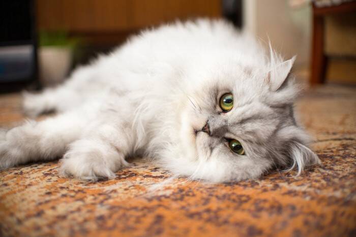 気品あふれる姿が印象的な『白い被毛を持つ猫種』3選　性格や特徴、それぞれの魅力をご紹介