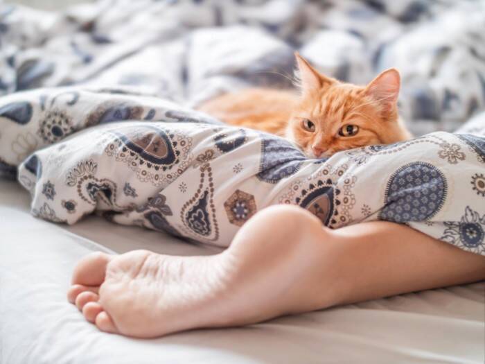 猫が『眠っている場所』から信頼度が読み取れる？　5つのケース別の意味や心理を解説