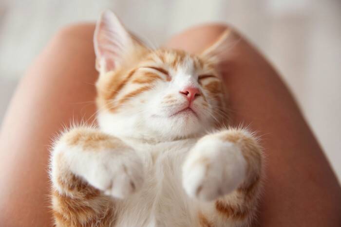 猫が『眠っている場所』から信頼度が読み取れる？　5つのケース別の意味や心理を解説