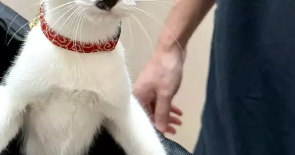 動物病院に連れてこられた猫…キャリーバッグを開けた瞬間の『100点満点のリアクション』に19万いいね「表情が最高」「めっちゃ可愛い」