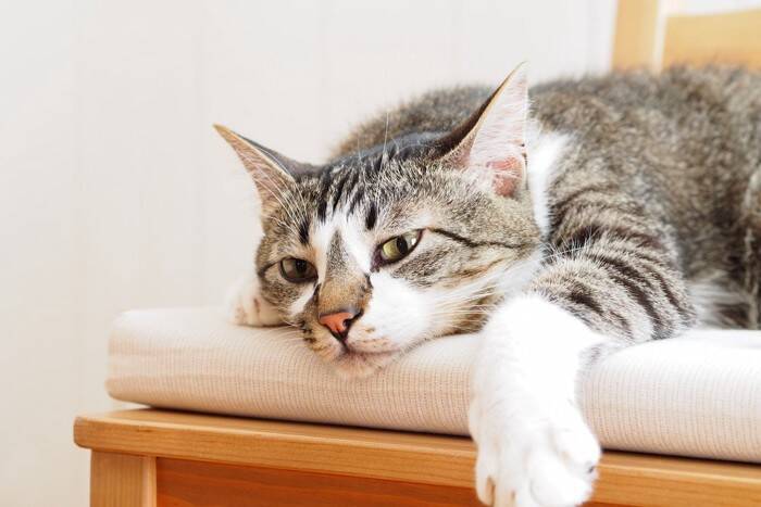 『猫パルボウイルス感染症』高い感染力・致死率で猫を脅かすこの病気の原因・症状・予防法