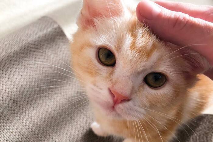 『猫パルボウイルス感染症』高い感染力・致死率で猫を脅かすこの病気の原因・症状・予防法