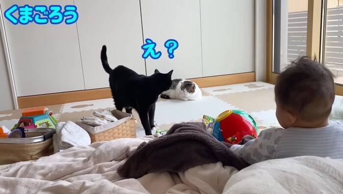 1年半ケージに引きこもっていた臆病な猫が赤ちゃんと…『驚きの光景』に感動が止まらないと7万再生「涙止まらず」「うるっときた」の声