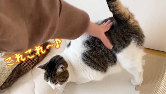 1年半ケージに引きこもっていた臆病な猫が赤ちゃんと…『驚きの光景』に感動が止まらないと7万再生「涙止まらず」「うるっときた」の声