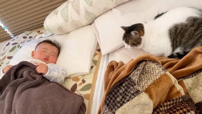 1年半ケージに引きこもっていた臆病な猫が赤ちゃんと…『驚きの光景』に感動が止まらないと7万再生「涙止まらず」「うるっときた」の声