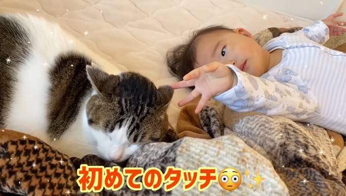 1年半ケージに引きこもっていた臆病な猫が赤ちゃんと…『驚きの光景』に感動が止まらないと7万再生「涙止まらず」「うるっときた」の声