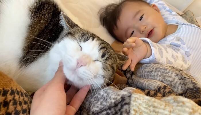 1年半ケージに引きこもっていた臆病な猫が赤ちゃんと…『驚きの光景』に感動が止まらないと7万再生「涙止まらず」「うるっときた」の声