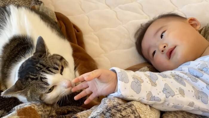 1年半ケージに引きこもっていた臆病な猫が赤ちゃんと…『驚きの光景』に感動が止まらないと7万再生「涙止まらず」「うるっときた」の声