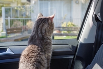 猫と『ドライブをするとき』に気をつけるべき3つのポイント　起こりやすいトラブルも