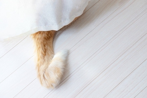 日本に『尾曲がり猫』が多いのはなぜ？考えられる理由やルーツもご紹介