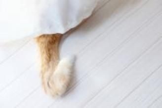 日本に『尾曲がり猫』が多いのはなぜ？考えられる理由やルーツもご紹介