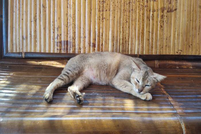 日本に『尾曲がり猫』が多いのはなぜ？考えられる理由やルーツもご紹介