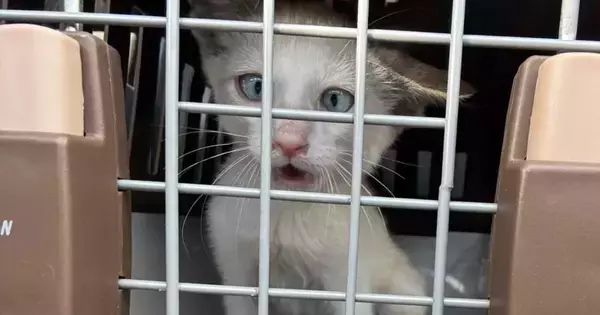 ガリガリに痩せて『弱っていた子猫』が保護された結果…劇的なビフォーアフターに感動の声「立派に育ったね」「愛情が詰まってる」と２万いいね