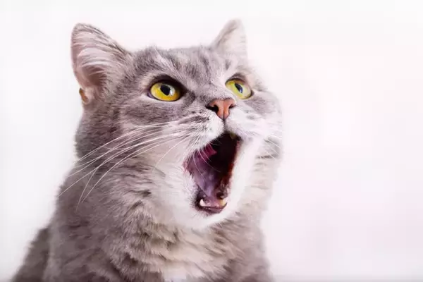 猫の『顔についた汚れ』が関わる病気4選　体に異常がある可能性も？