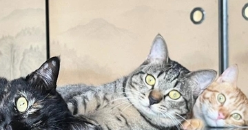 机の上でくつろぐ3匹の猫を見たら…まさかの『ウユニ塩湖』のような素敵な光景に「室内の絶景ｗ」「想像以上にウユニ塩湖ｗ」と41万表示