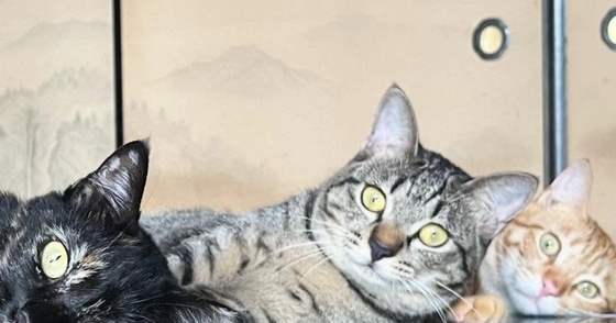 机の上でくつろぐ3匹の猫を見たら…まさかの『ウユニ塩湖』のような素敵な光景に「室内の絶景ｗ」「想像以上にウユニ塩湖ｗ」と41万表示