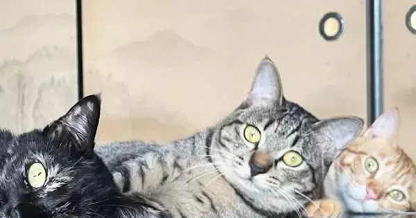 机の上でくつろぐ3匹の猫を見たら…まさかの『ウユニ塩湖』のような素敵な光景に「室内の絶景ｗ」「想像以上にウユニ塩湖ｗ」と41万表示