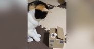 手が出てくる貯金箱を猫に見せたら…想像以上に『興味津々な様子』が可愛すぎると303万再生「永遠に見ていられるｗ」「天才かと思った」
