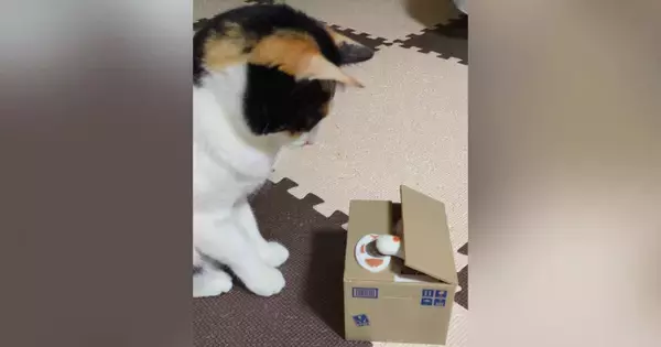 手が出てくる貯金箱を猫に見せたら…想像以上に『興味津々な様子』が可愛すぎると303万再生「永遠に見ていられるｗ」「天才かと思った」
