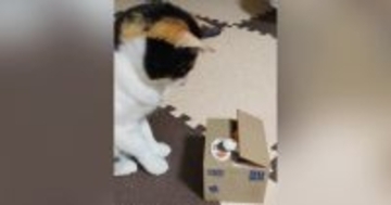 手が出てくる貯金箱を猫に見せたら…想像以上に『興味津々な様子』が可愛すぎると303万再生「永遠に見ていられるｗ」「天才かと思った」
