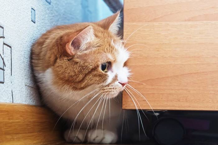 猫を愛する人が『絶対にしないこと』6つ　避けるべき理由や愛猫に与える悪影響まで
