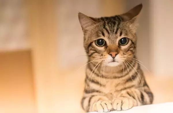 猫も高血圧になるって知ってた？目に見えない病気のリスクと、今できるチェック方法【獣医師執筆】