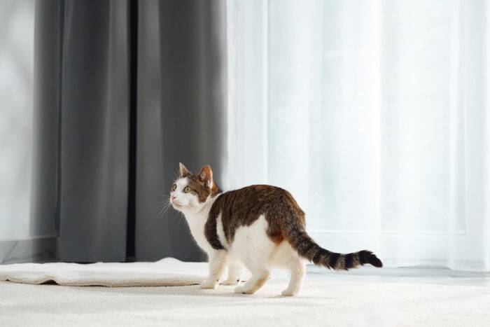 猫も高血圧になるって知ってた？目に見えない病気のリスクと、今できるチェック方法【獣医師執筆】