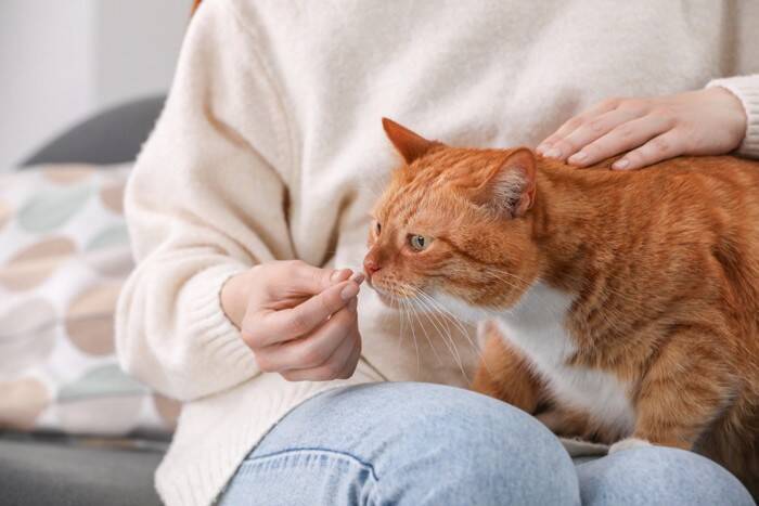 猫も高血圧になるって知ってた？目に見えない病気のリスクと、今できるチェック方法【獣医師執筆】