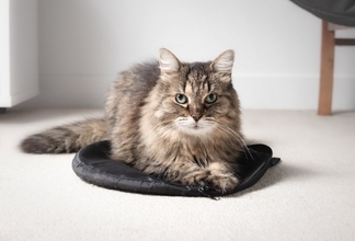 猫の『老化が進行』しているサイン5つ　体に表れる変化やシニア期に必要な準備まで
