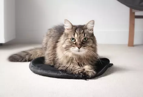 猫の『老化が進行』しているサイン5つ　体に表れる変化やシニア期に必要な準備まで